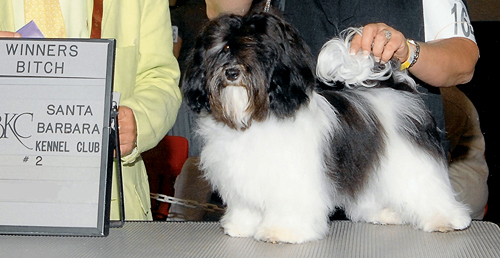 Merry Havanese
