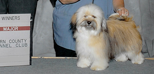 Sassy Havanese