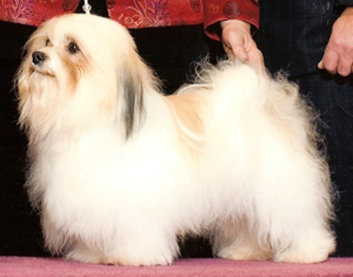 Sparky Havanese