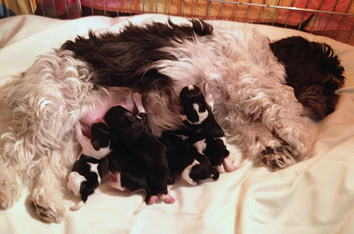 Havanese Puppies For Sale Arizona California