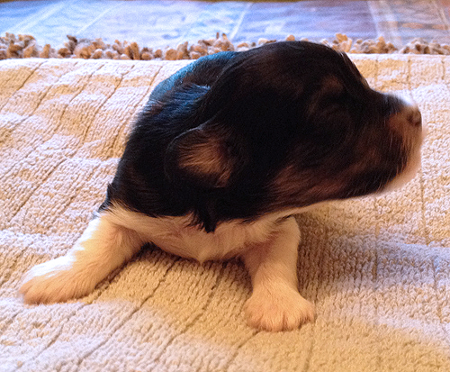 Havanese Puppies for Sale Arizona California