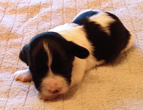 Havanese Puppies for Sale Arizona California