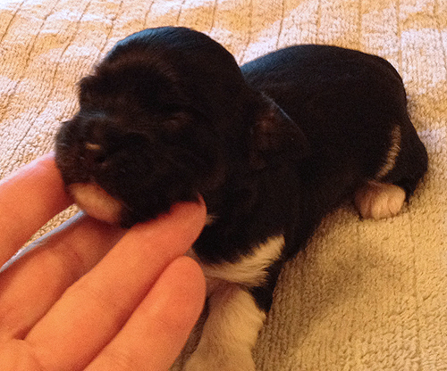 Havanese Puppies for Sale Arizona California