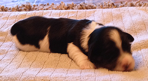Havanese Puppies for Sale Arizona California