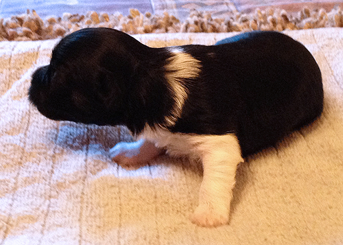Havanese Puppies for Sale Arizona California