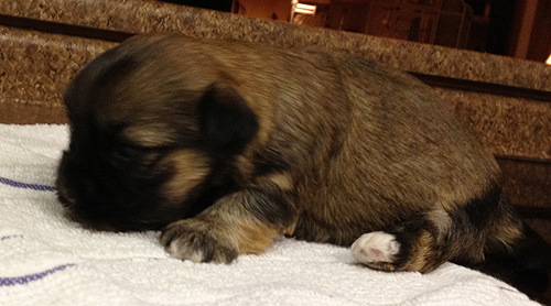 Havanese boy puppy Arizona California
