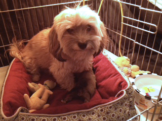 Havanese Puppy Arizona California