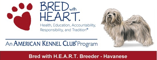 AKC Havanese Breeder with HEART