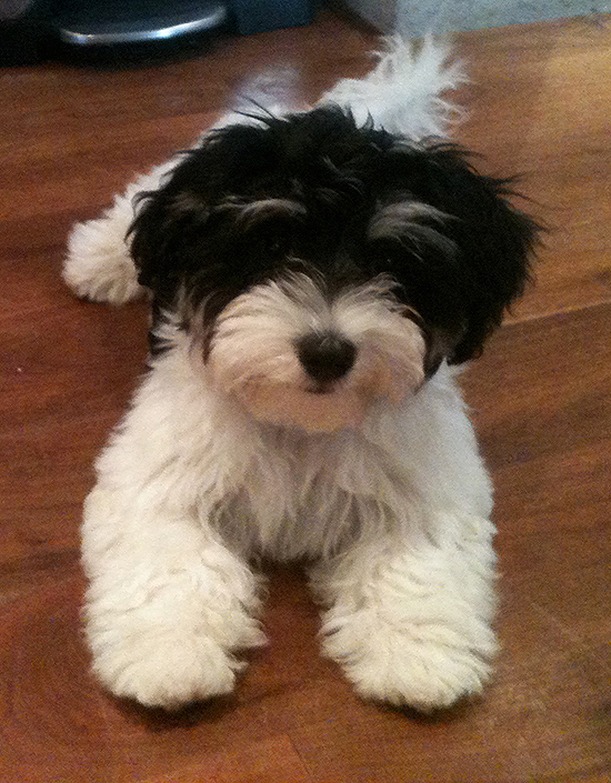 Havanese champion