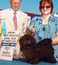 Havanese Puppies Arizona