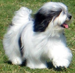 Havanese Show Dogs Arizona
