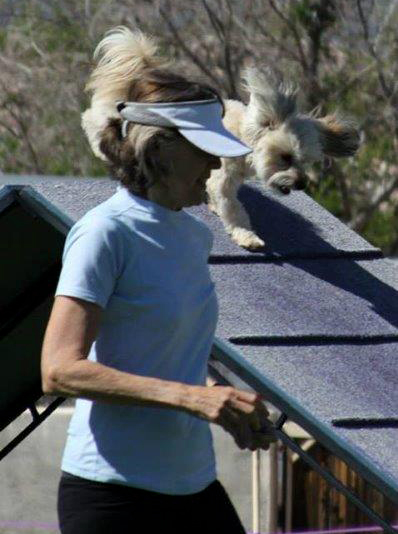 Havanese agility winner