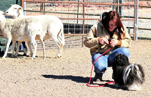 Havanese agility winner