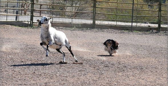 Havanese agility winner
