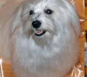 Ahwatukee Havanese Puppies For Sale