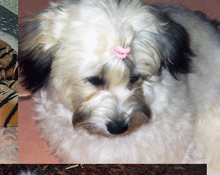 Peoria Havanese Puppies For Sale