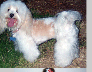 Payson Havanese Puppies For Sale