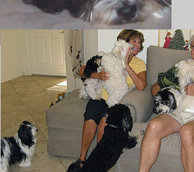 Strawberry Havanese Puppies For Sale