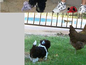 Estrella Havanese Puppies For Sale