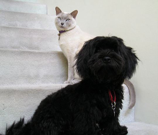 Black Havanese with Siamese Cat