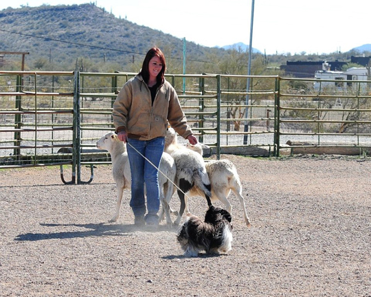 two Havanese, one gray and one cream color