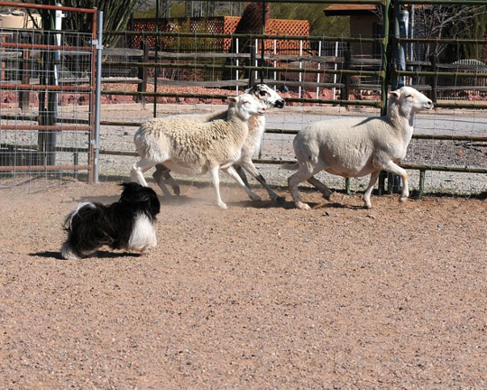 black adult Havanese dog