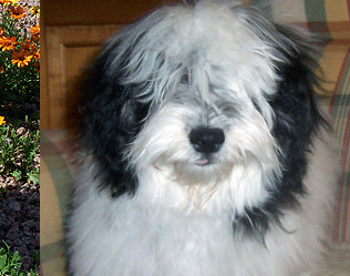 Tempe Havanese Puppies