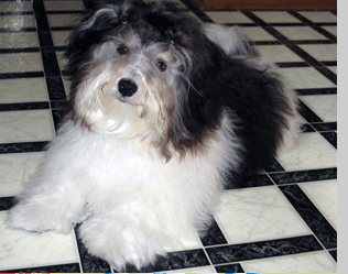 Apache Junction Havanese Puppies