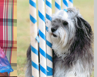 Queen Creek Havanese Puppies