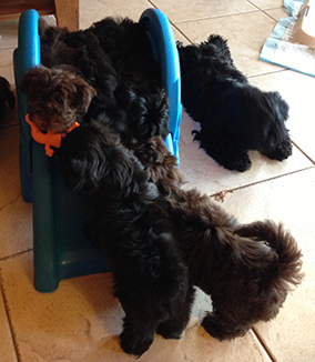 Ahwatukee Havanese Puppies For Sale