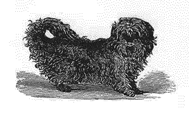 Puppies Havanese Arizona