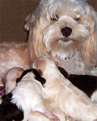 Havanese Puppies for Sale