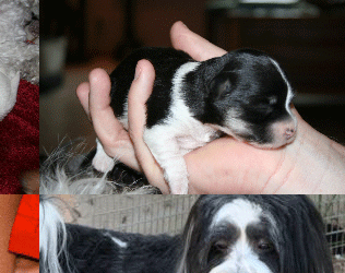 Chandler Havanese