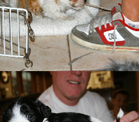 Tempe Havanese