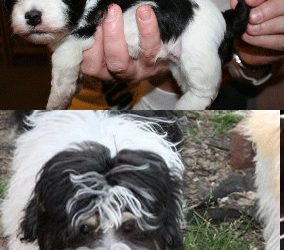 Apache Junction Havanese