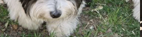 Scottsdale Havanese