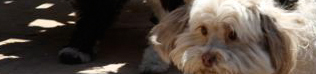 Phoenix Havanese