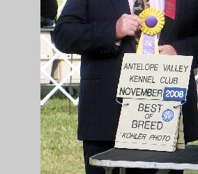 Havanese Queen Creek