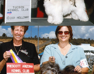 Queen Creek Havanese