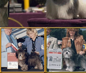 Casa Grande Havanese